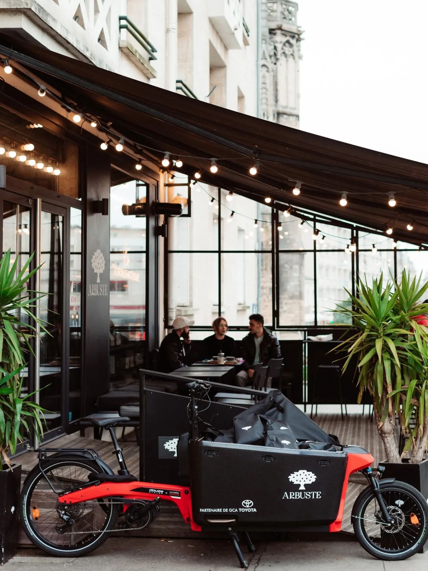 Arbuste café